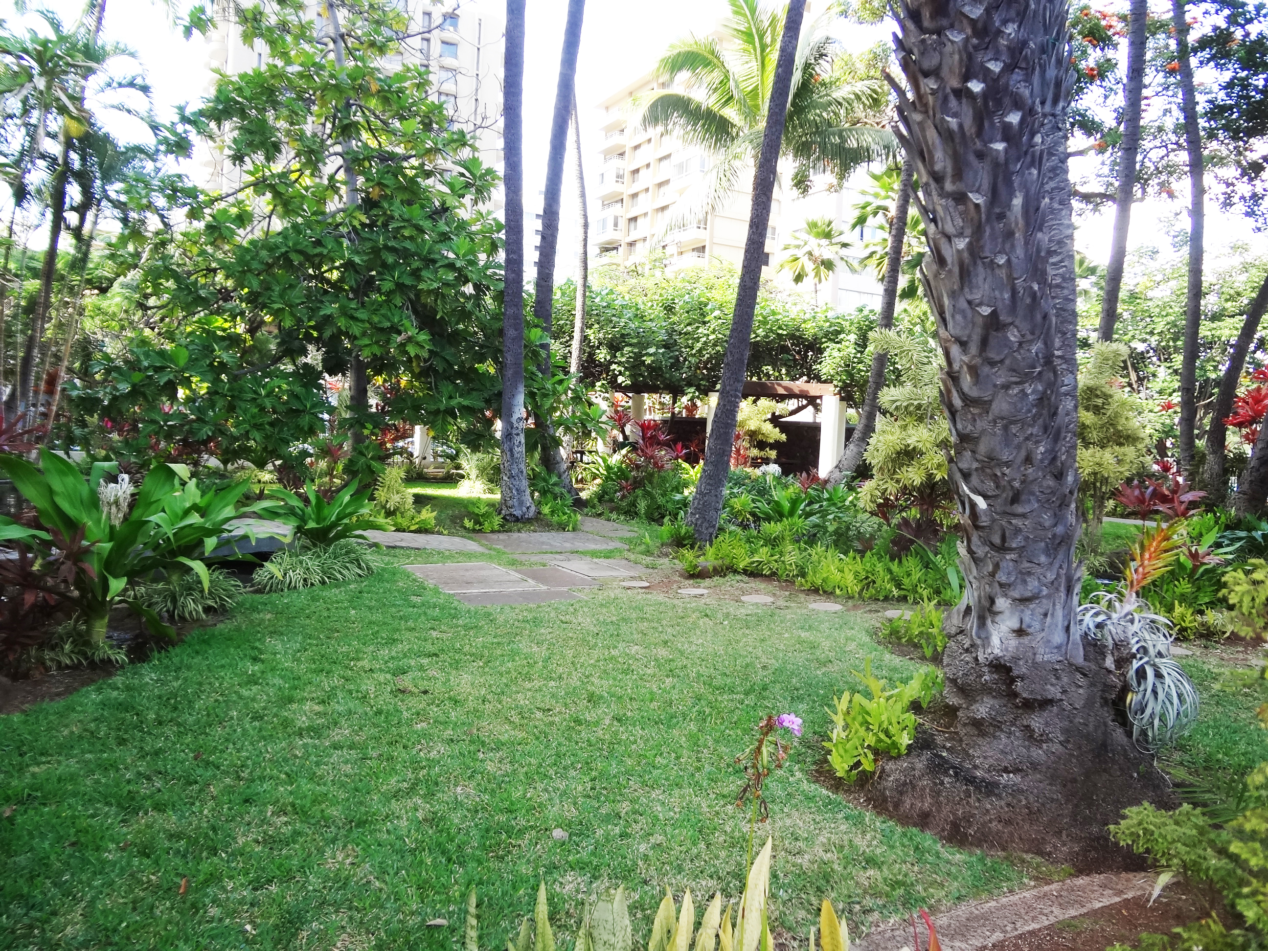 tropical grounds
